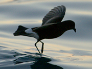 link to petrels